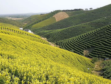 筑十里茶谷，建万亩茶园