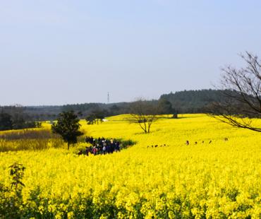 <strong>花漾慢城 金花助推高淳高质量发展</strong>
