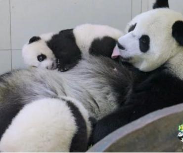 《成长吧！大熊猫》收官！这部陪伴大熊猫的综艺，你追全了吗？