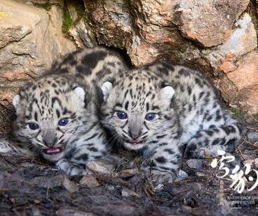 获最受传媒关注荣誉!《雪豹和她的朋友们》定档8.4