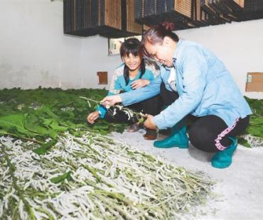 屯昌巩固拓展脱贫攻坚成果同乡村振兴有效衔接